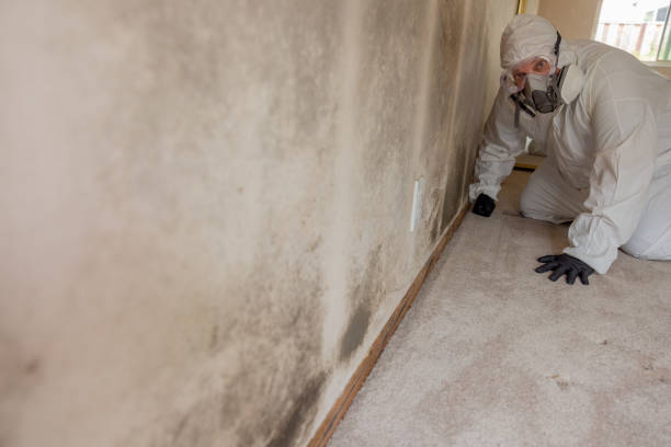 Best Mold Prevention Services  in Hampshire, IL